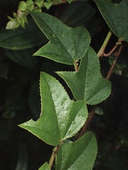 Passiflora cumbalensis