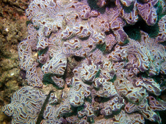 Botrylloides leachii