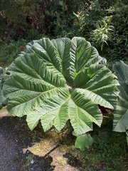 Gunnera insignis