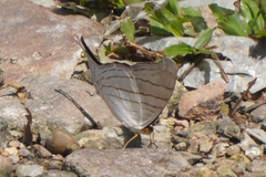 Marpesia livius