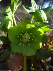 Helleborus odorus