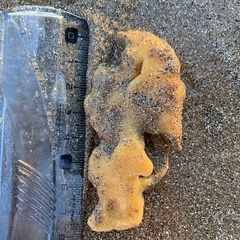 Halichondria panicea