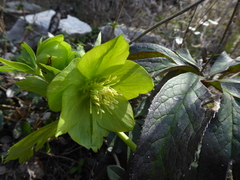 Helleborus odorus