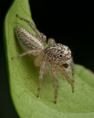 Cytaea plumbeiventris