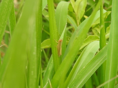 Aleuas