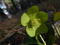 Helleborus odorus