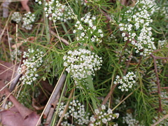 Platysace linearifolia