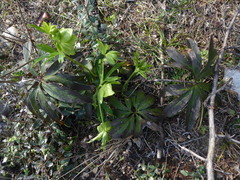 Helleborus odorus