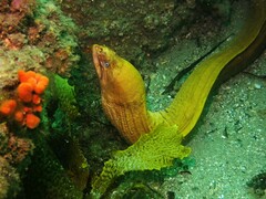 Gymnothorax prasinus