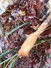 Styela montereyensis