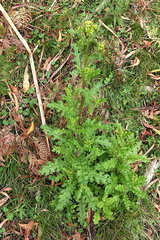 Senecio distalilobatus