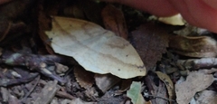 Syncirsodes