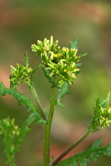 Senecio distalilobatus
