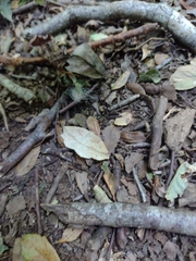 Syncirsodes