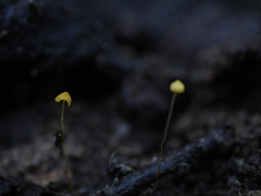 Mycena oregonensis