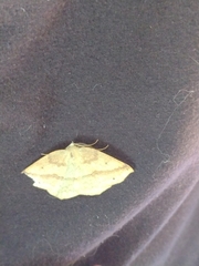 Syncirsodes