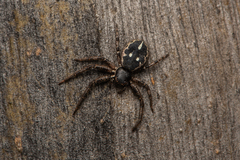 Tharpyna campestrata