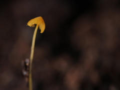 Mycena oregonensis