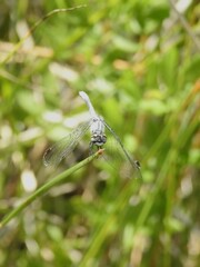 Nannothemis bella