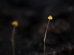 Mycena oregonensis