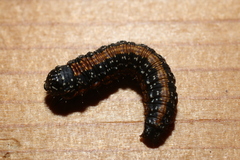 Omphalocera munroei