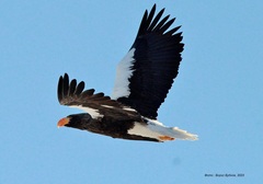 Haliaeetus pelagicus