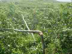 Populus balsamifera balsamifera