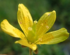 Saxifraga hirculus