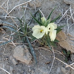 Mohavea confertiflora