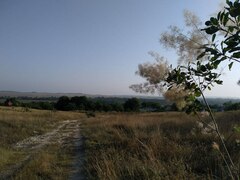 Cotinus coggygria