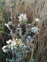 Marrubium peregrinum