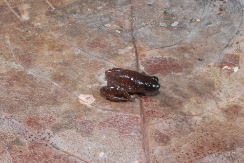 Austrochaperina observed 2008-07-15