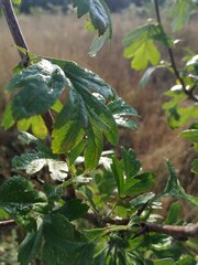 Crataegus