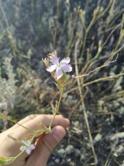Dianthus pallens