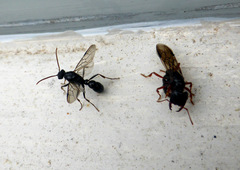 Amblyopone australis