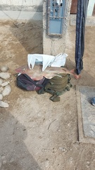 Pseudobatos planiceps