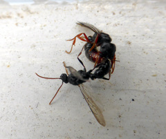 Amblyopone australis