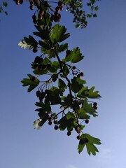 Crataegus