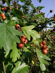 Crataegus
