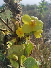 Verbascum