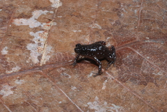 Austrochaperina parkeri