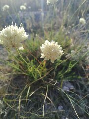 Cephalaria uralensis