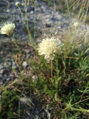 Cephalaria uralensis