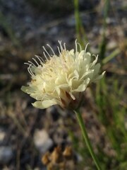 Cephalaria uralensis