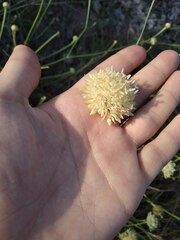 Cephalaria uralensis