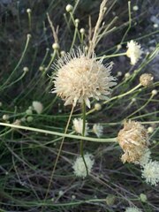 Cephalaria uralensis