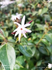 Jasminum multipartitum