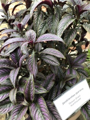 Strobilanthes auriculata dyeriana