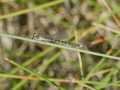Argia bipunctulata