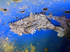 Diodon hystrix